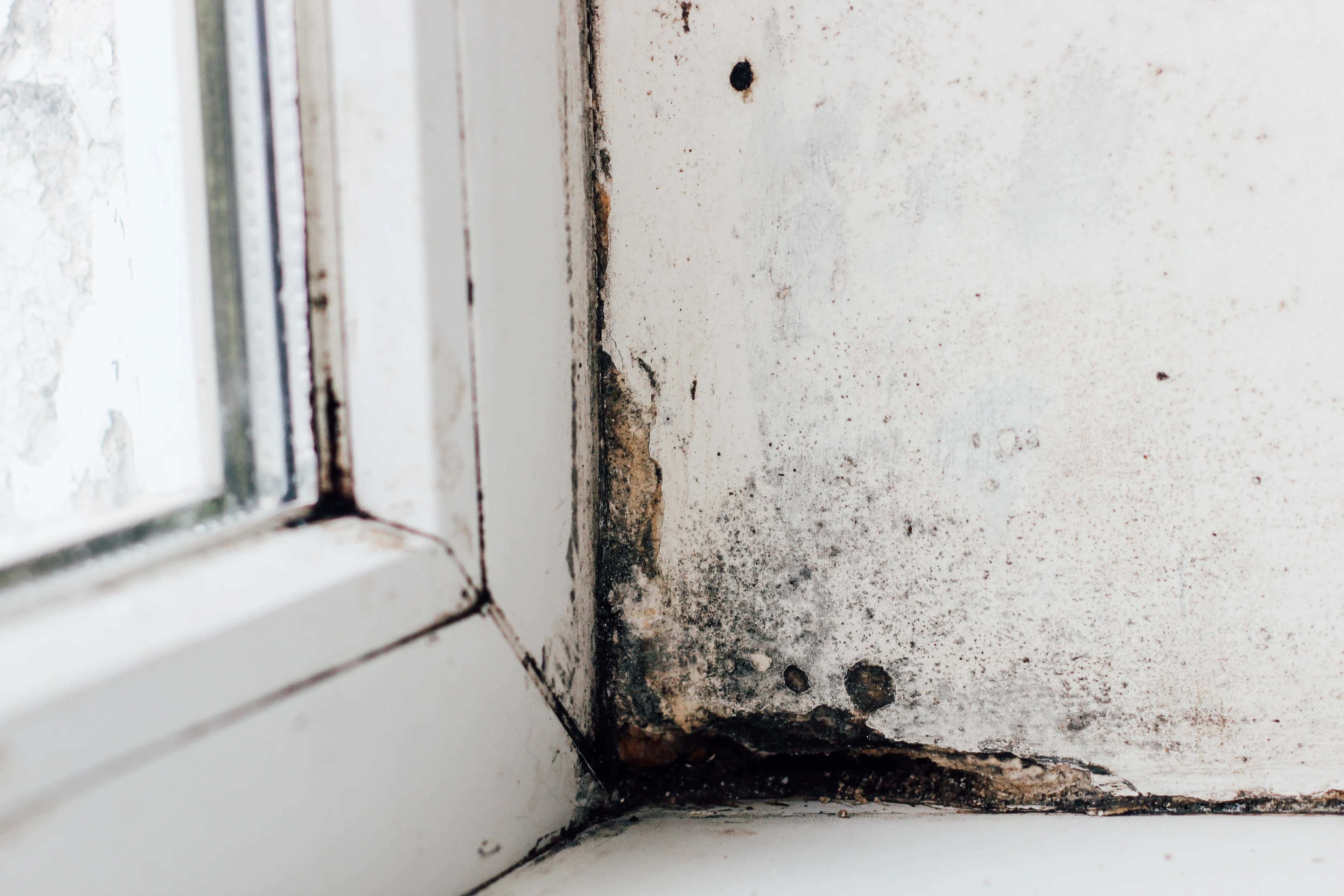 Schimmel entfernen an der Wand in Friesoythe