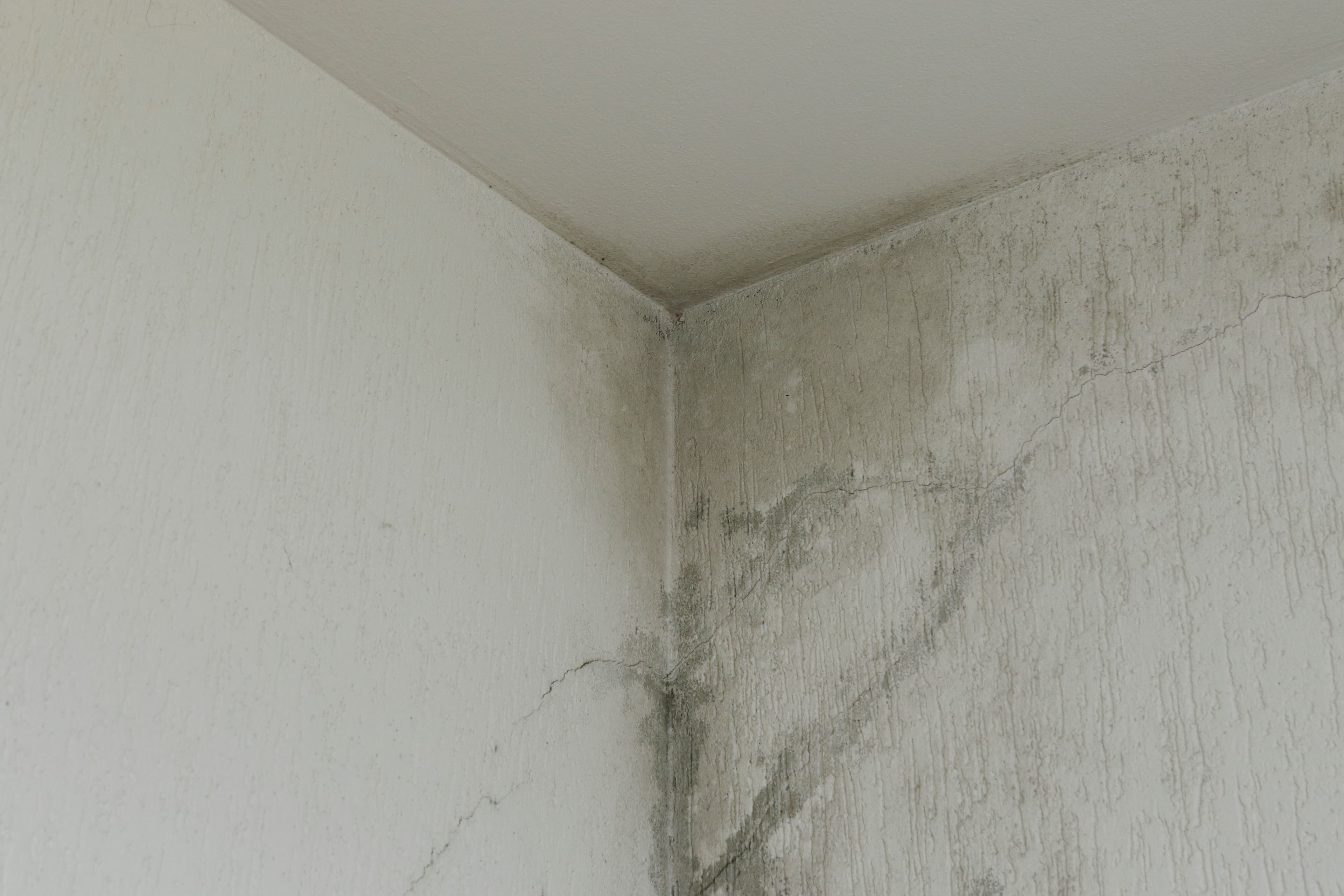 Schimmel in der Wohnung in Oldenburg