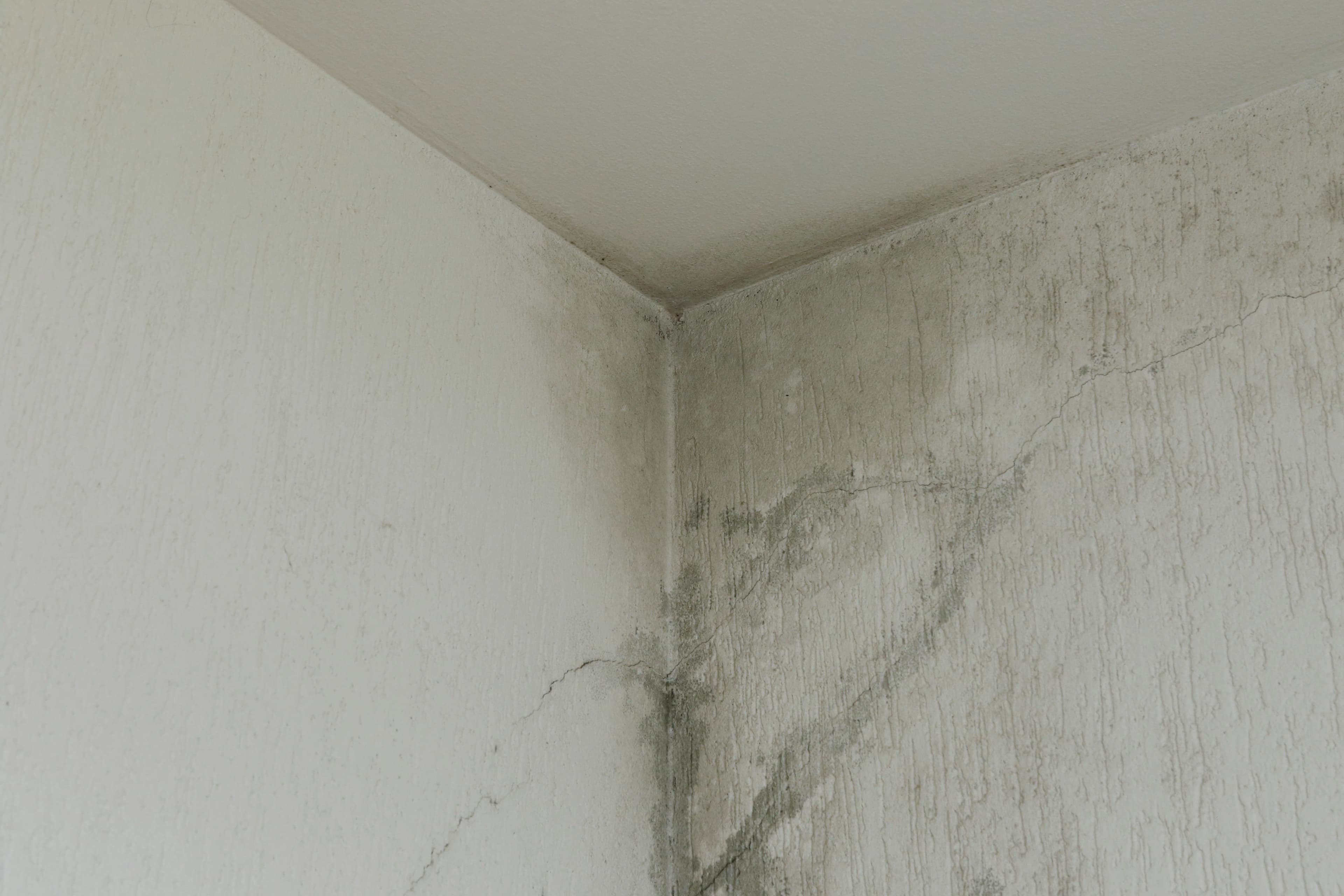 Schimmel in der Wohnung in Oldenburg
