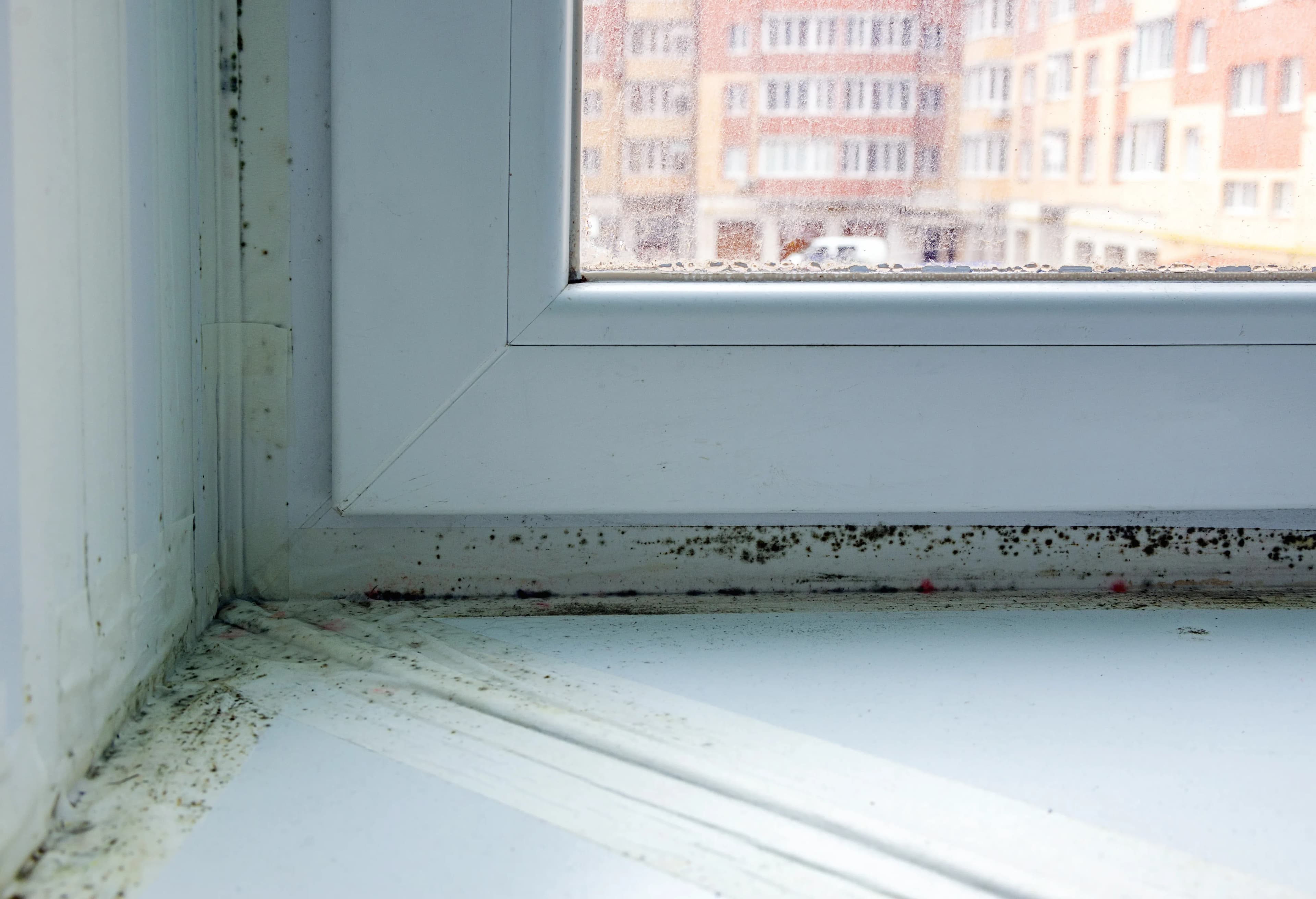 Schimmel in der Wohnung in Oldenburg 2