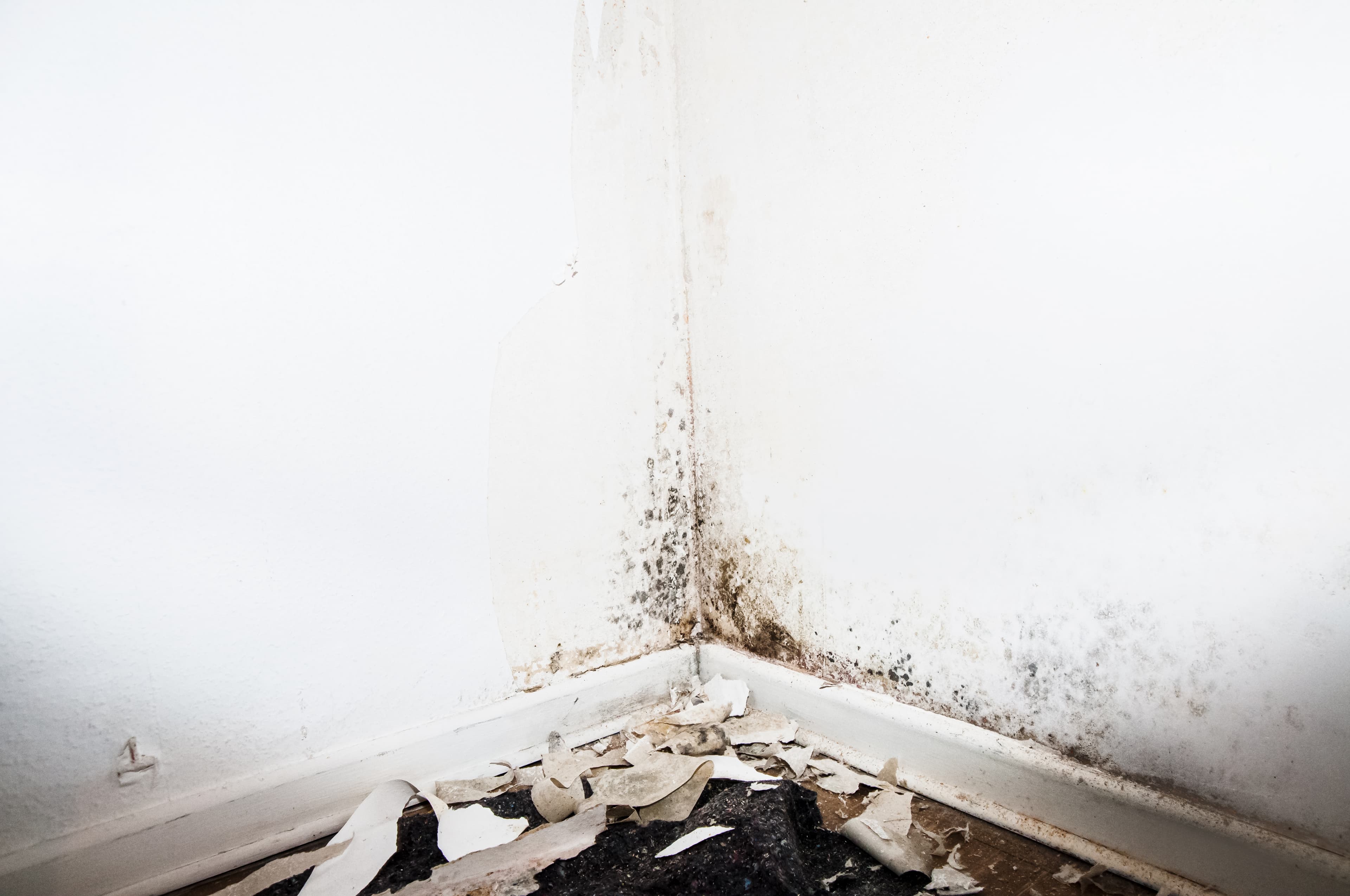 Schimmel in Vechta? Wir lösen das Problem.