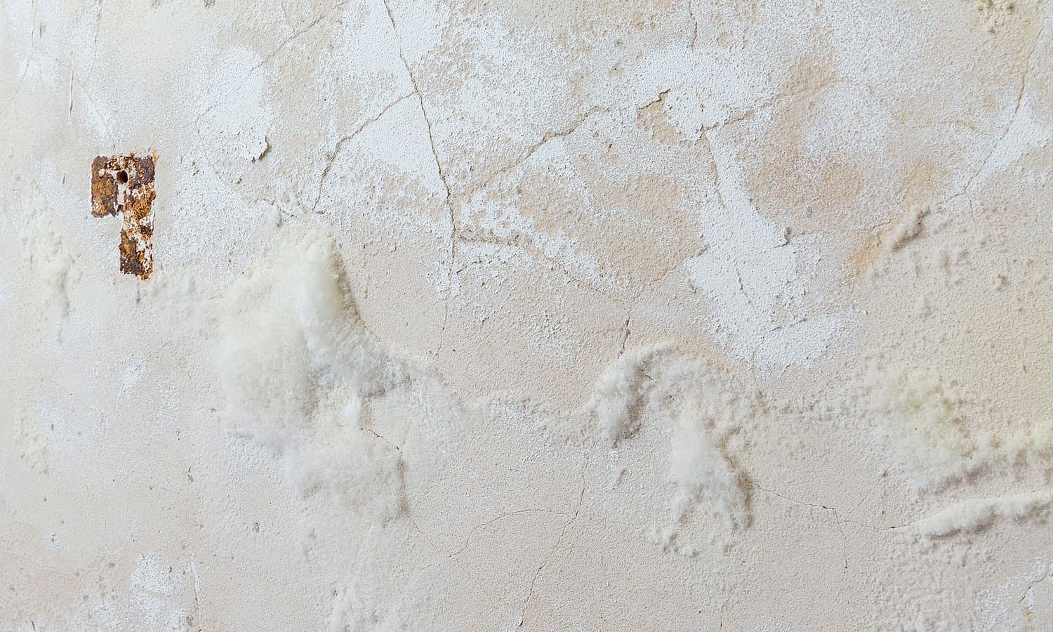 Salzausblühungen erkennen und beseitigen in Oldenburg