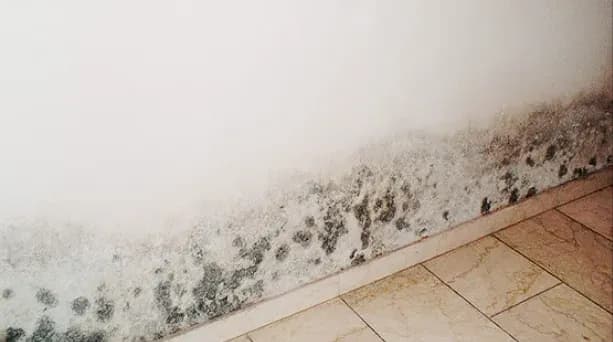 Schimmel an der Wand bekämpfen - Ursachen, Risiken und Lösungen
